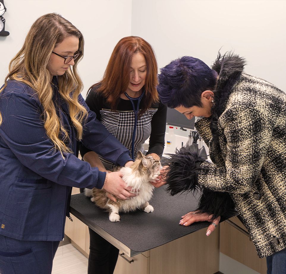 dr dianne saladino and brittani checking furry cat