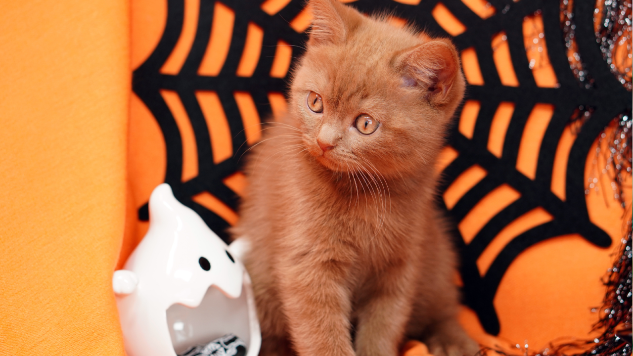 ro---2025-10-28T175503.591