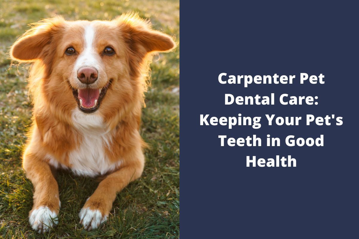 carpenter-pet-dental-care-keeping-your-pets-teeth-in-good-health