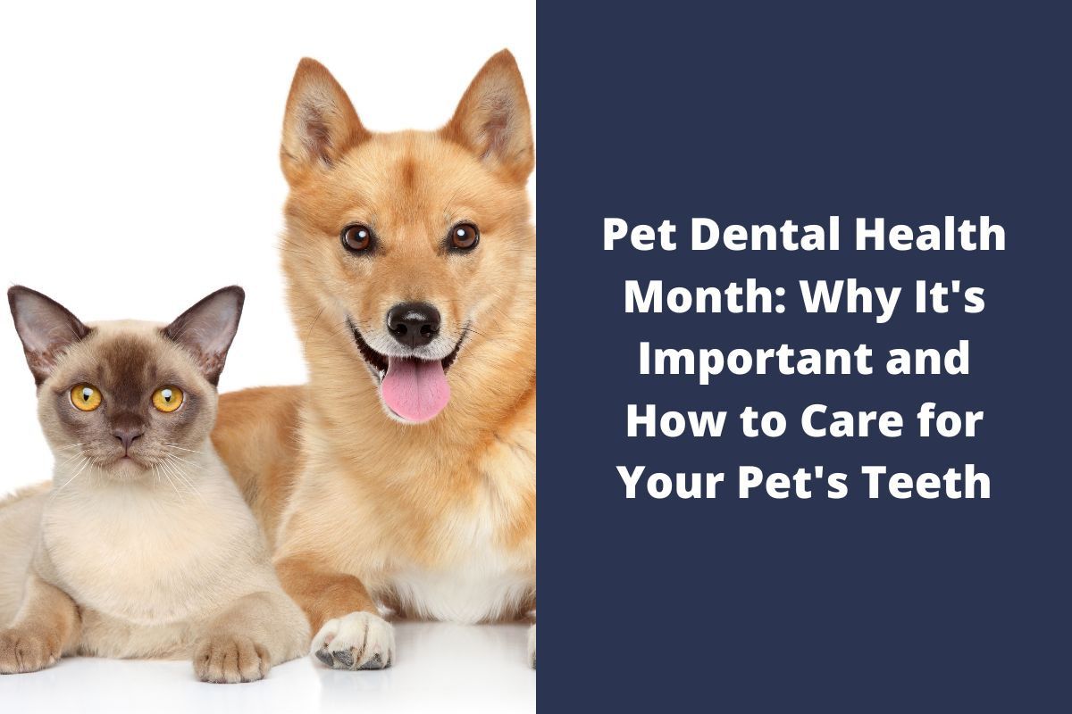 Pet Dental Health Month: Why It's Important and How to Care for Your ...