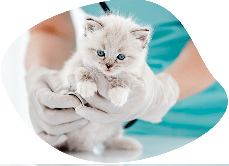 woman veterinarian holding cute ragdoll kitten with beautiful blue eyes examining its heart during medical care vet