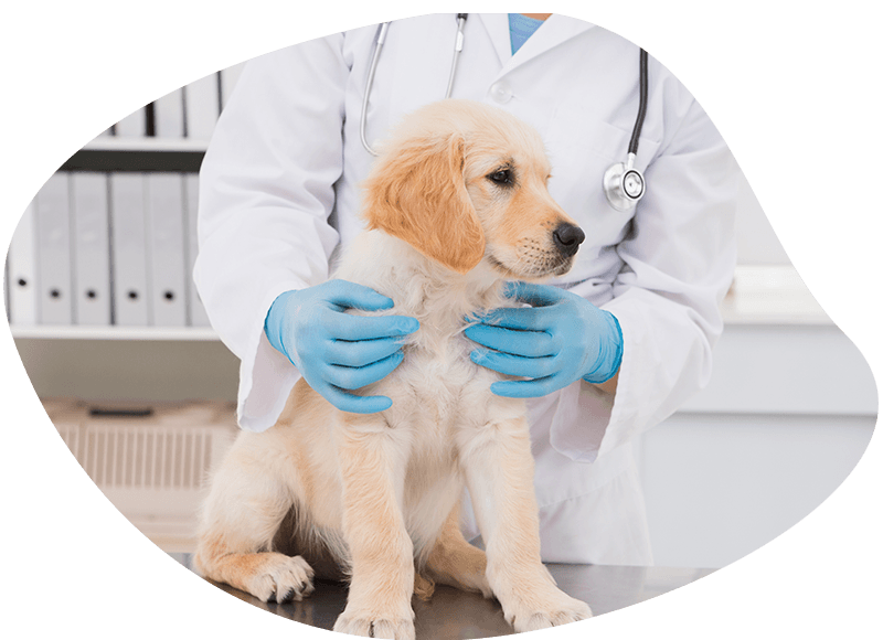 puppy care plus plan/smiling veterinarian examining cute dog