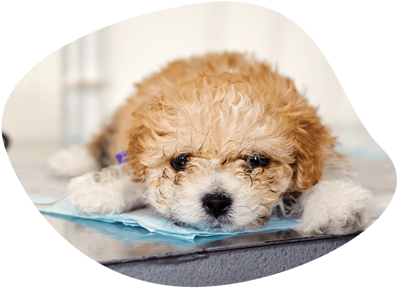 maltipoo puppy lies on a table in a veterinary clinic with a catheter in his paw