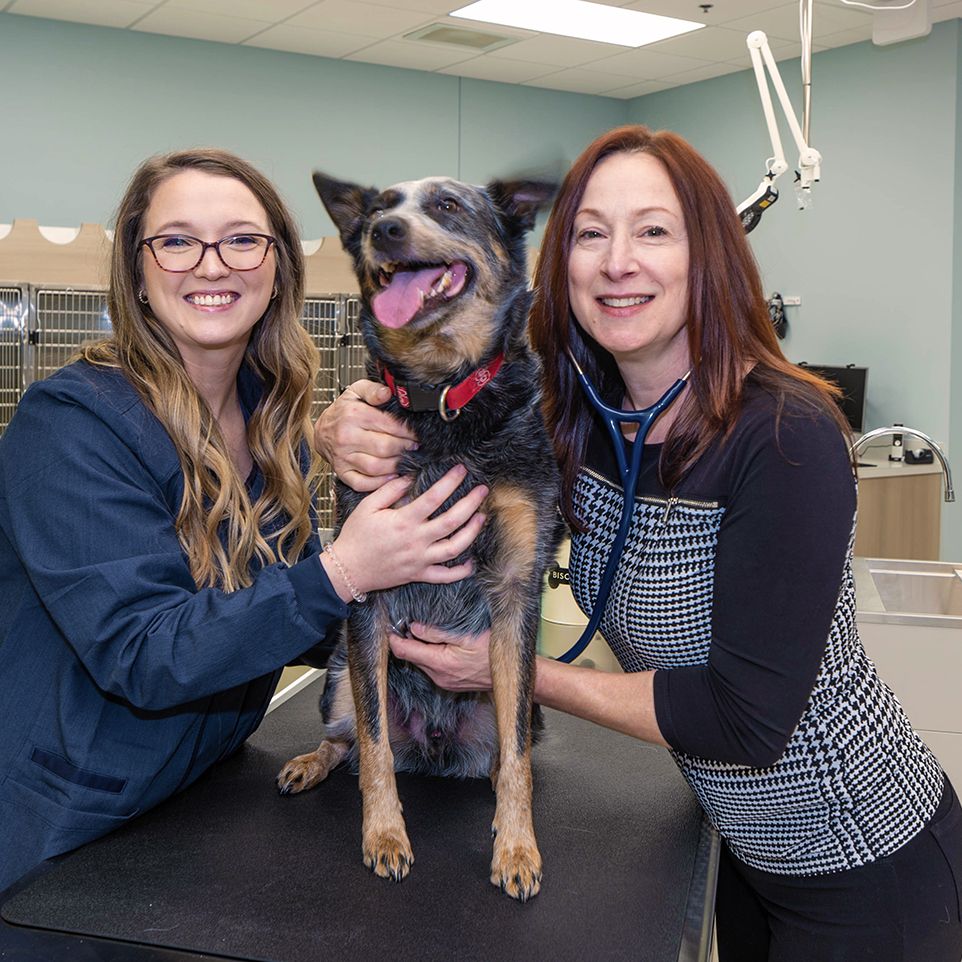 dr dianne saladino and brittani checking a dog